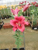 [4169 Largo VZ No01.JPG]